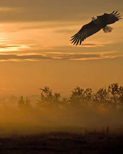 Eagle at sunset